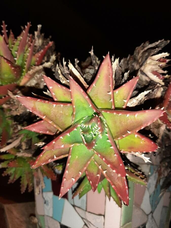 Aloe brevifolia