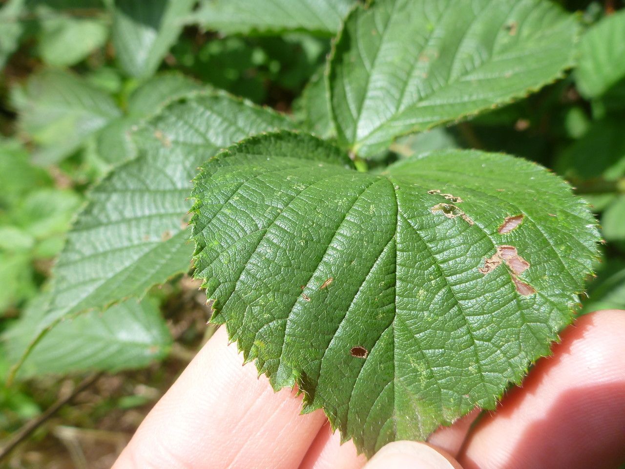 Rubus ignoratus — houseplant care guide