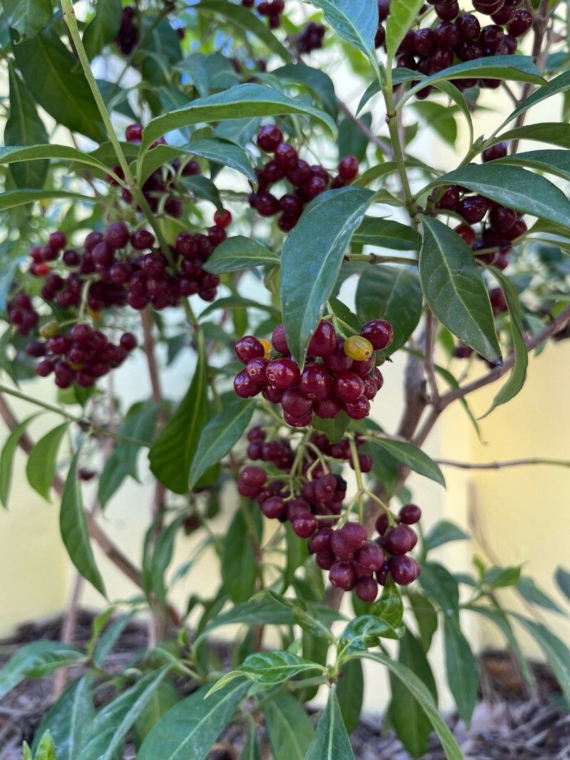 Psychotria ligustrifolia fruit