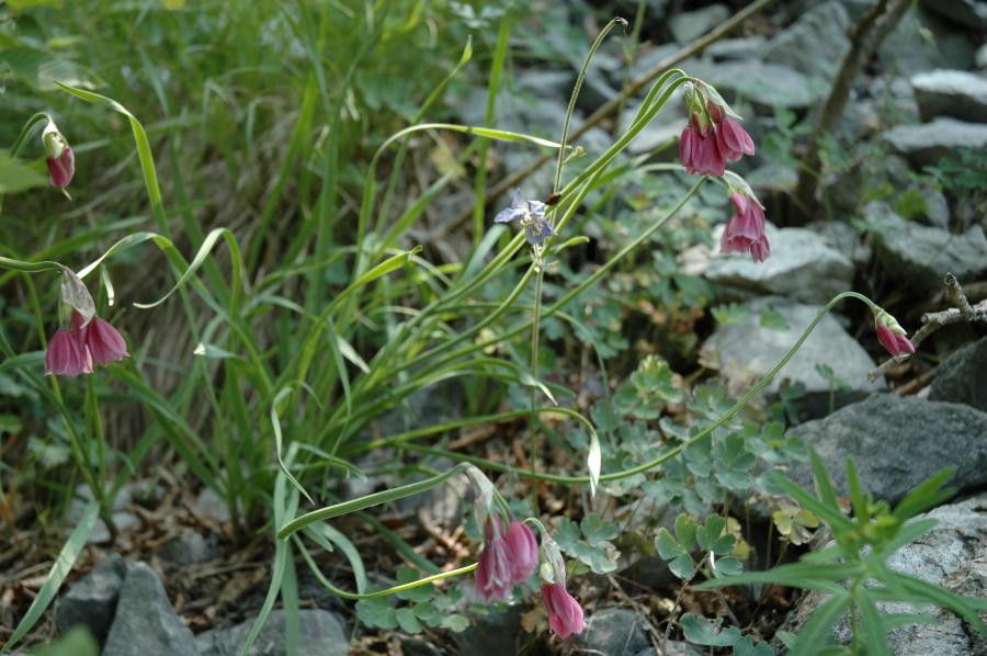Allium insubricum habit