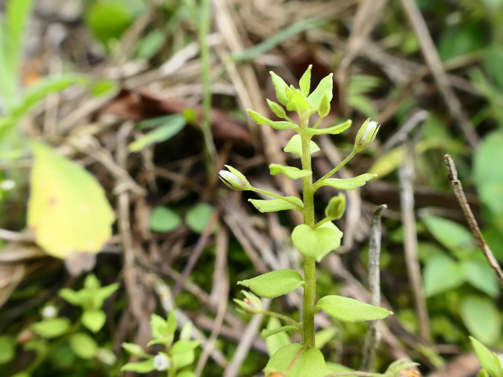 Lysimachia ovalis habit