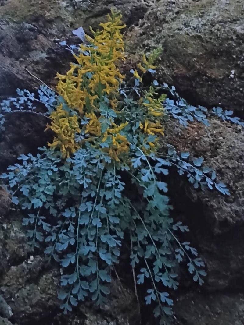 Corydalis wilsonii habit