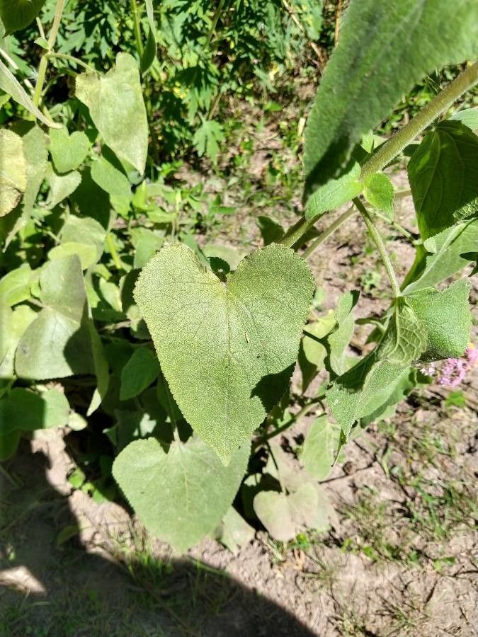 Eupatorium hecatanthum — search result for 'Eupatorium'
