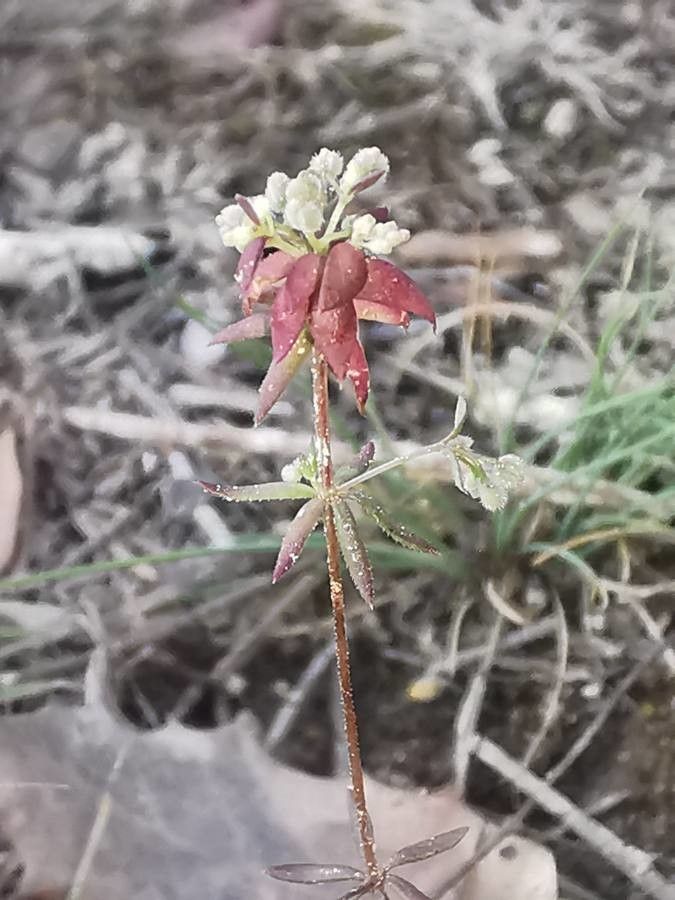 Galium parisiense leaf