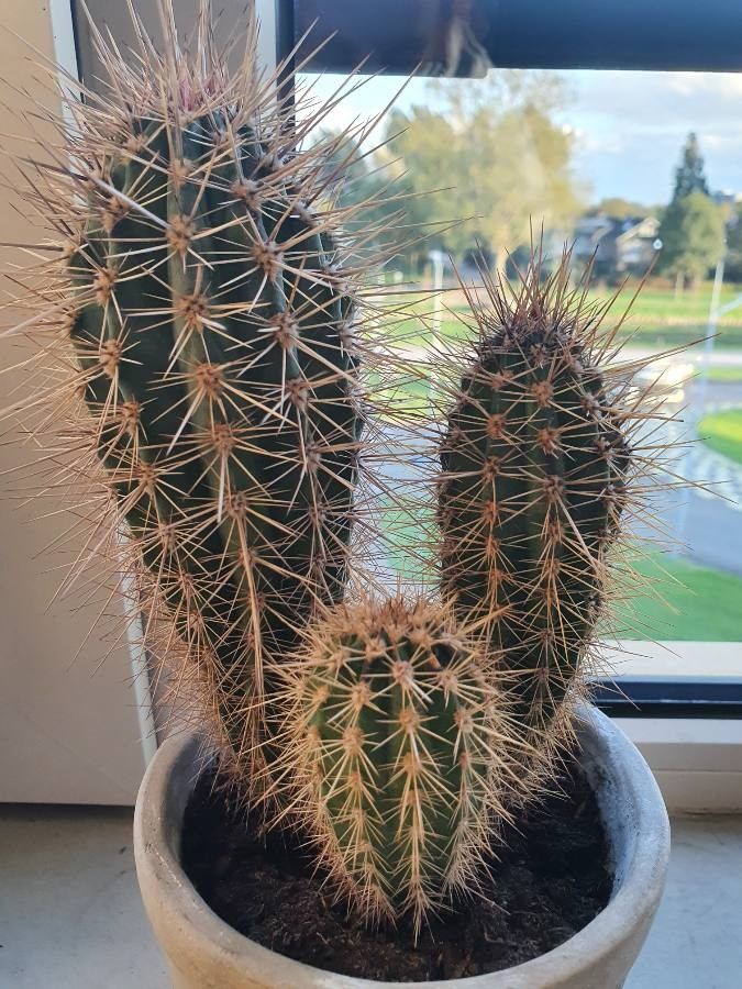Echinocereus engelmannii bark