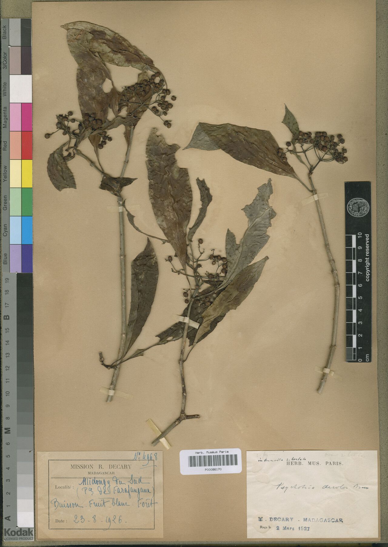 Psychotria decolor — houseplant care guide