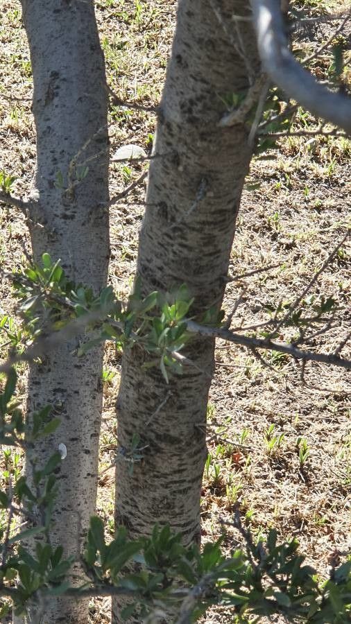 Schinus polygama bark