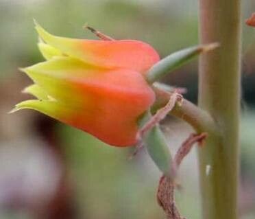 Echeveria nuda flower