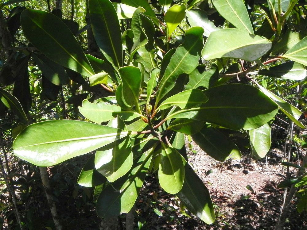 Zygogynum oligostigma habit