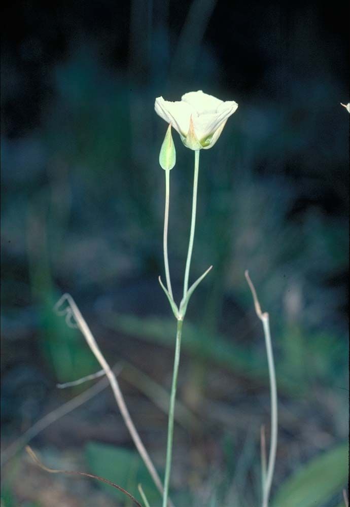 Calochortus howellii flower