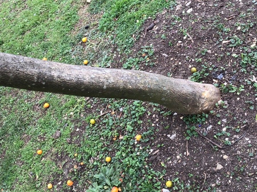 Citrofortunella microcarpa bark