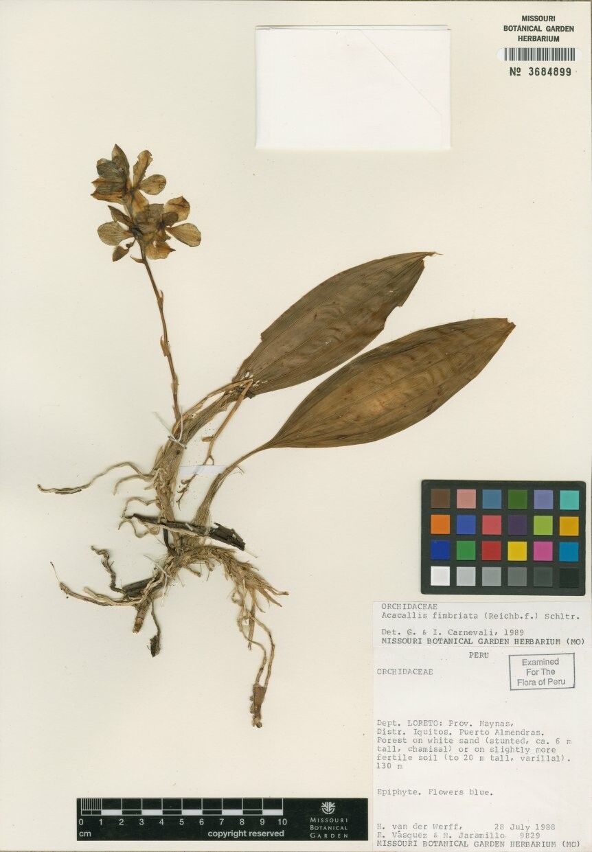 Aganisia fimbriata other