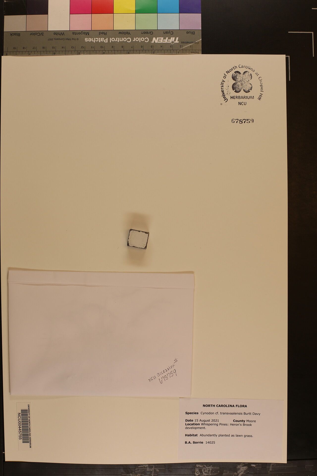 Cynodon transvaalensis — search result for 'Cynodon'