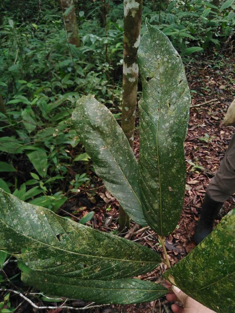 Moquilea belloi — related species from the same genus