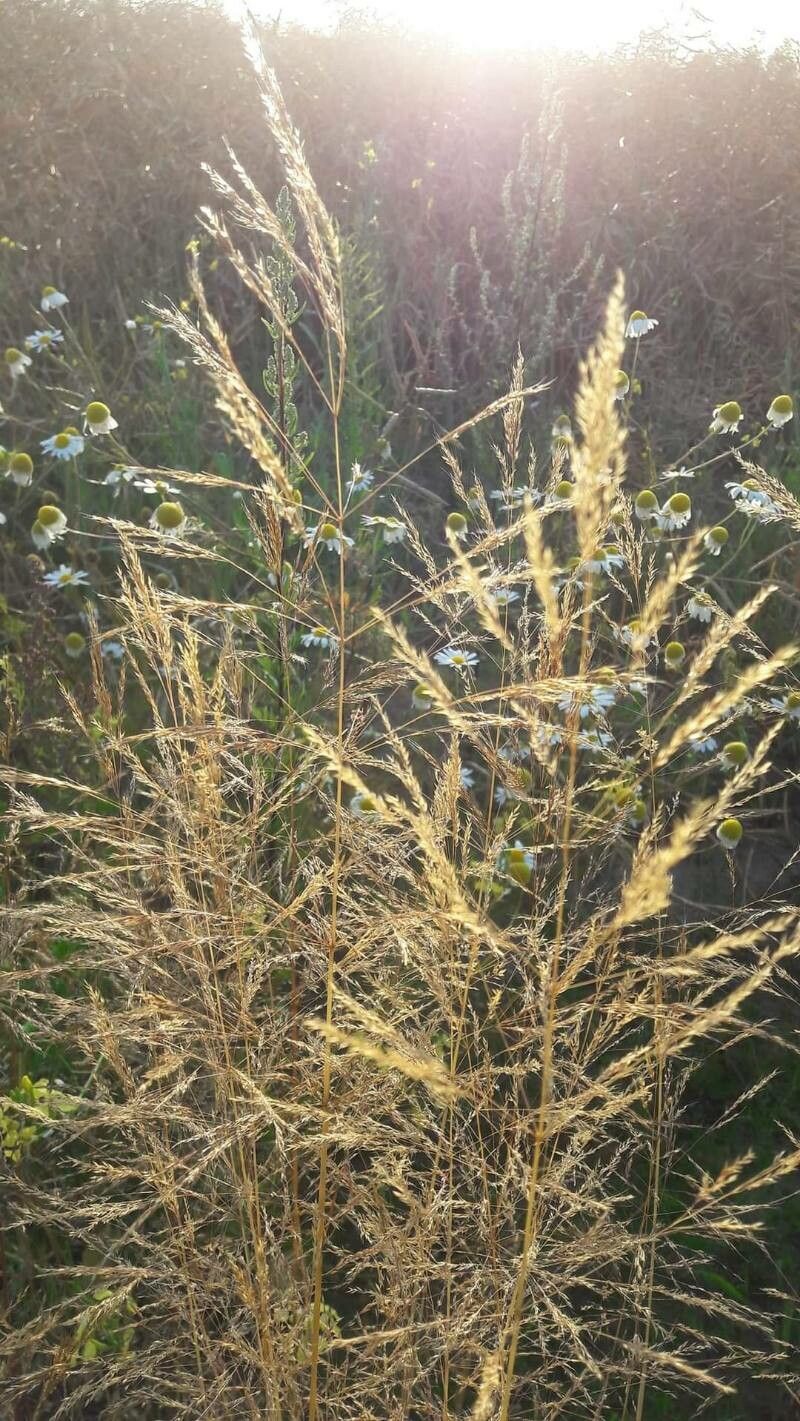 Oloptum miliaceum flower