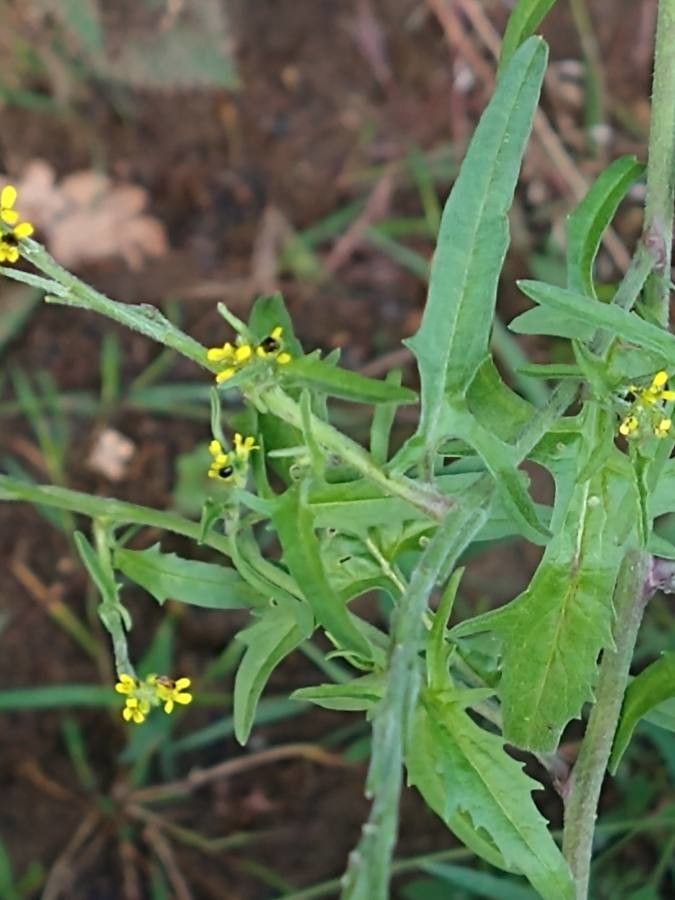 Erysimum repandum flower