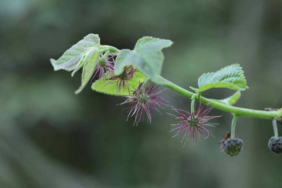 Broussonetia monoica