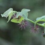 Broussonetia monoica