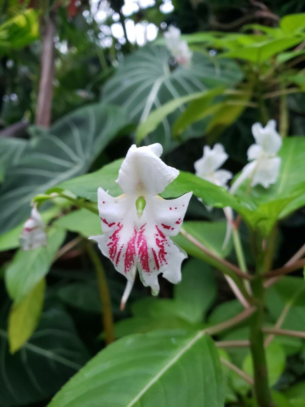 Impatiens grandis flower