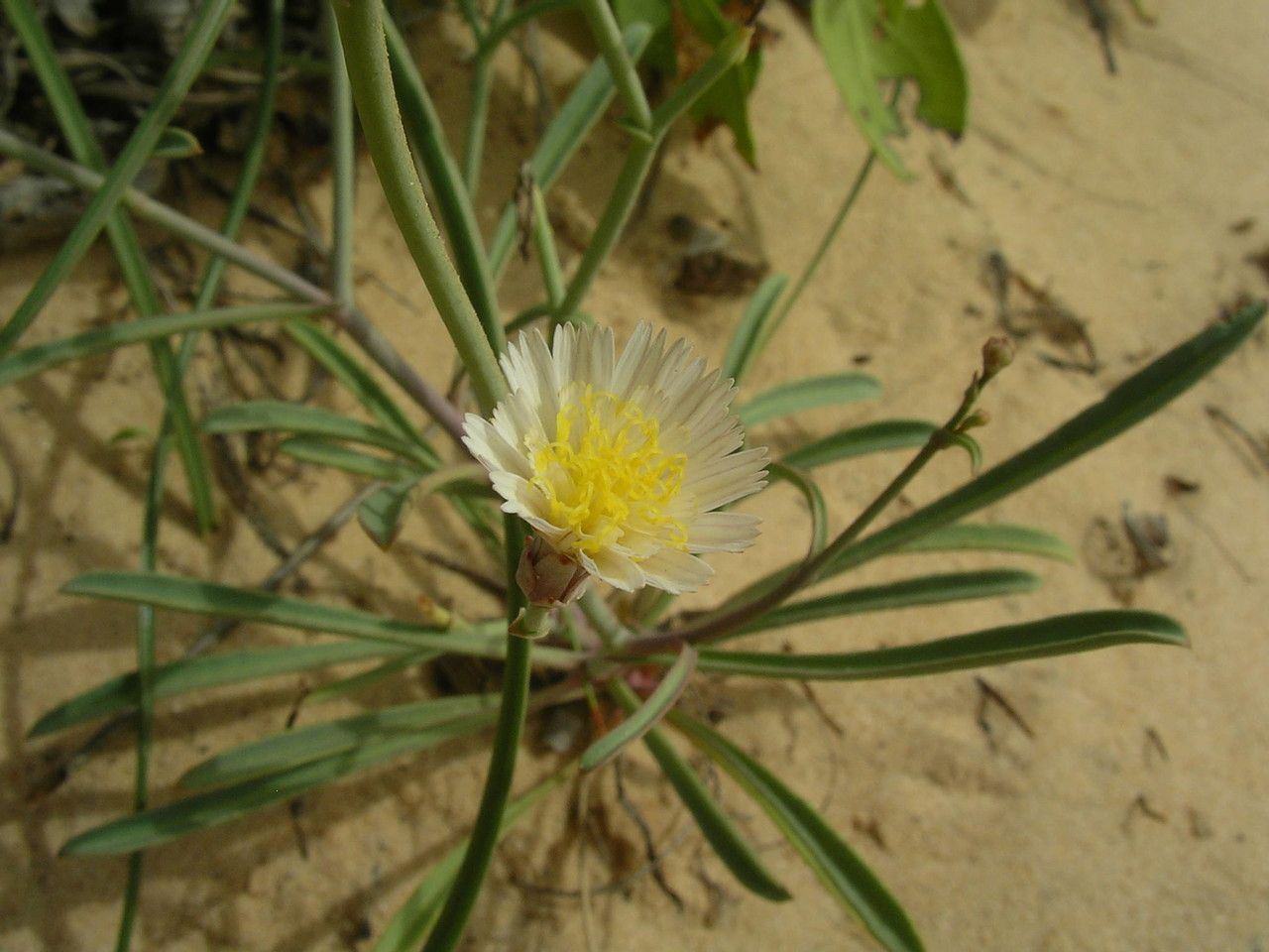Launaea brunneri habit