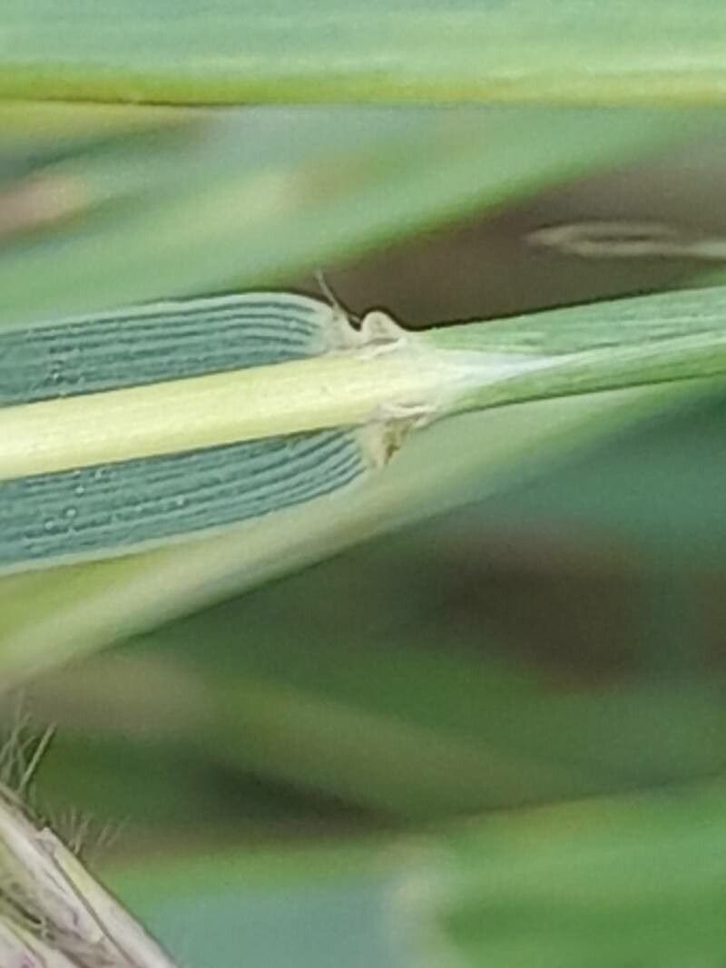 Dichanthium annulatum bark