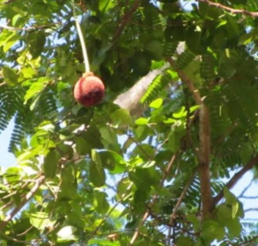 Parkia filicoidea fruit