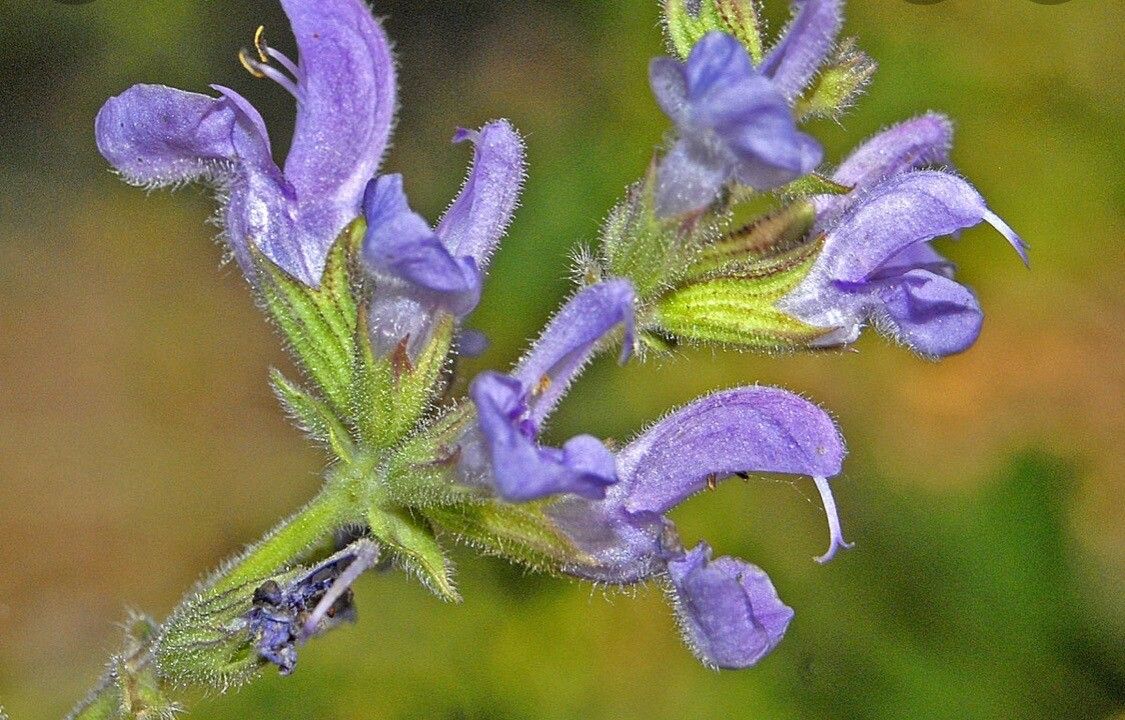 Salvia virgata flower