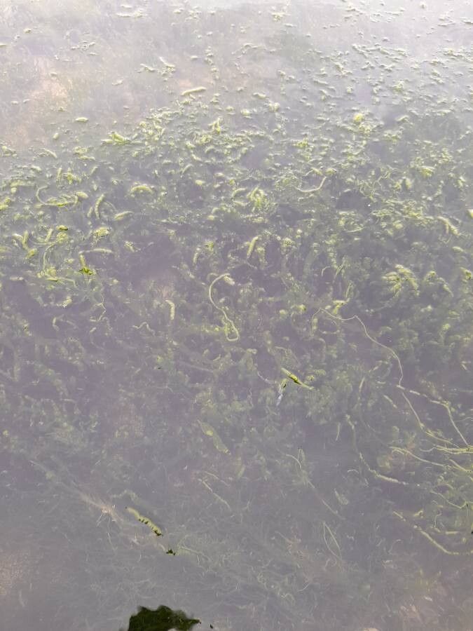 Utricularia gibba flower