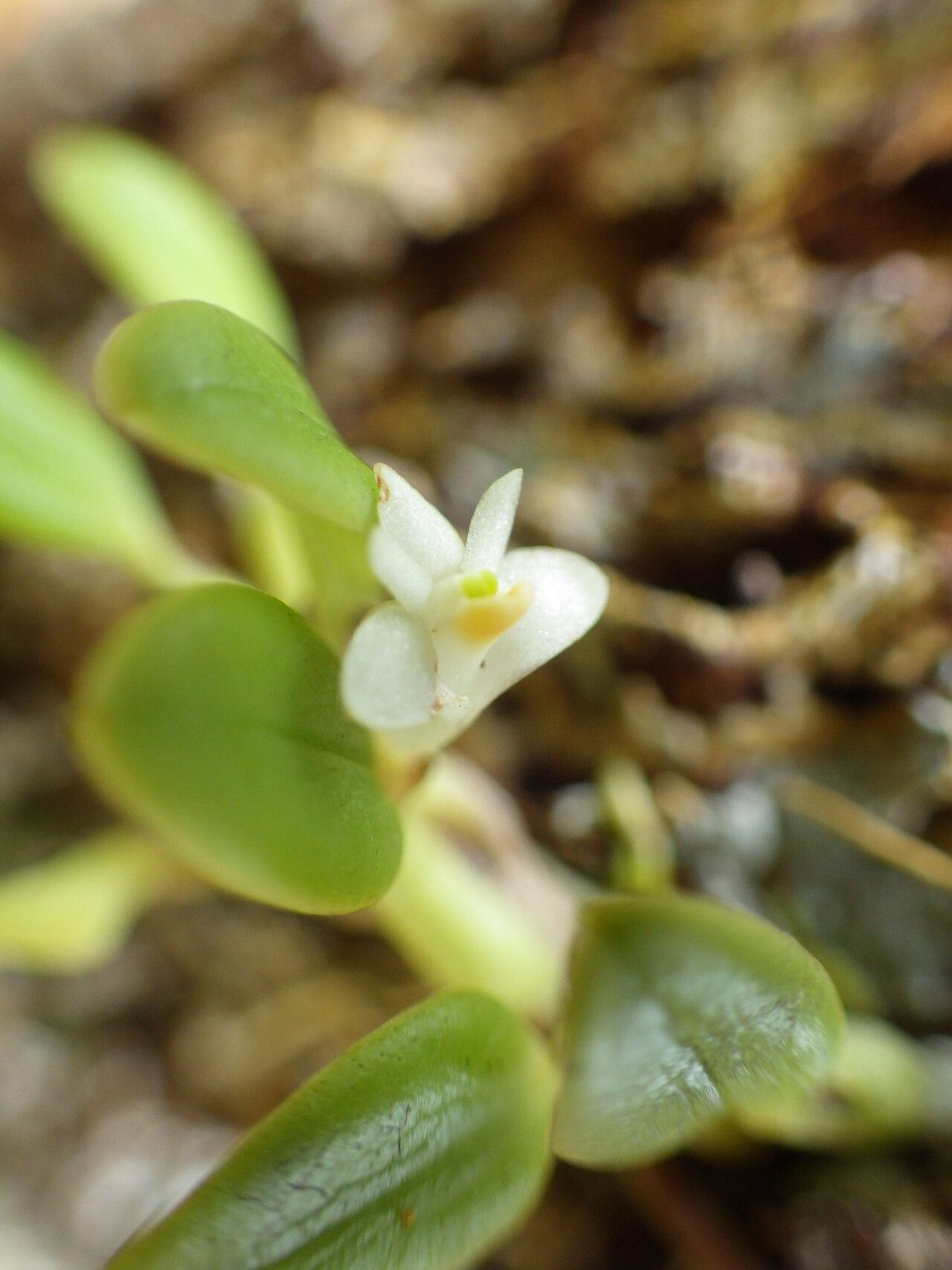 Dendrobium funiforme flower
