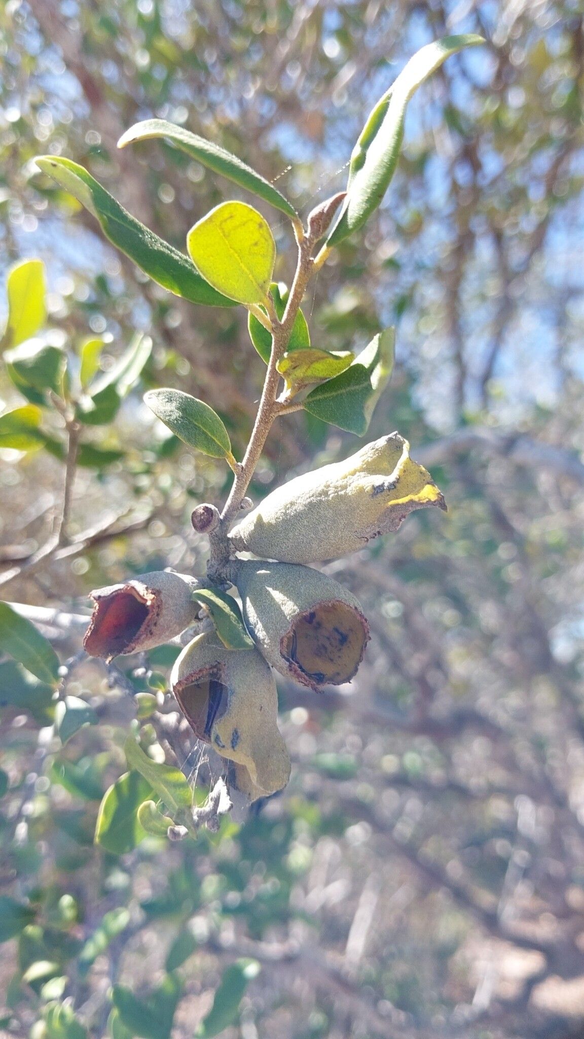 Diospyros torquata fruit