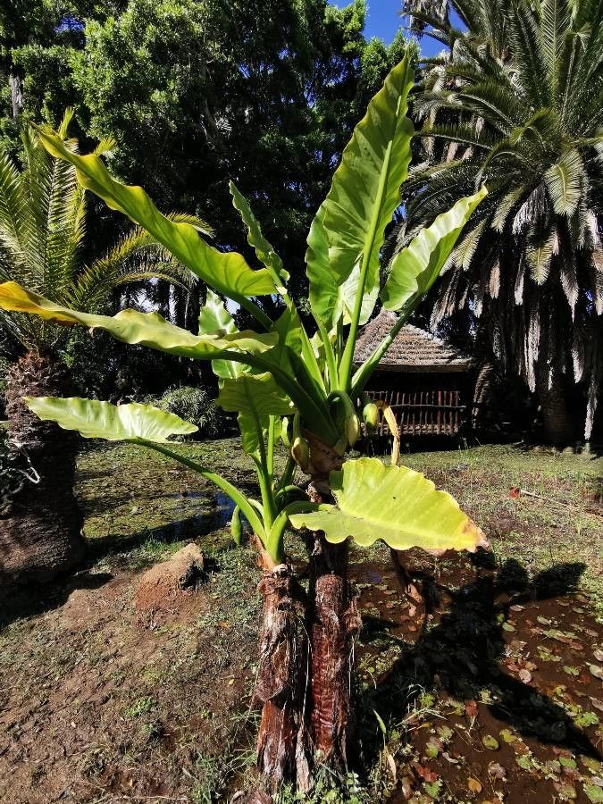 Typhonodorum lindleyanum fruit
