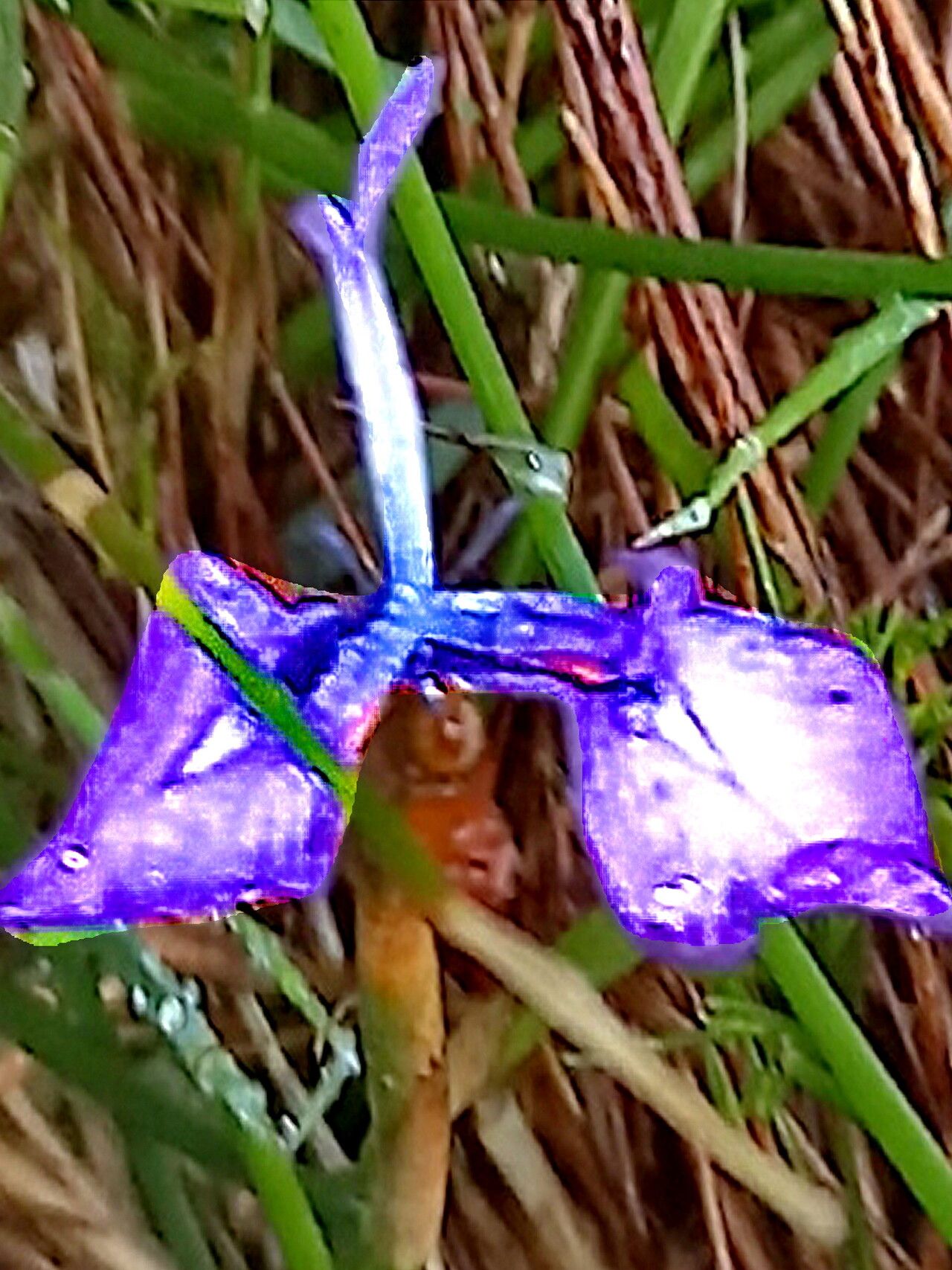 Moraea tripetala — houseplant care guide