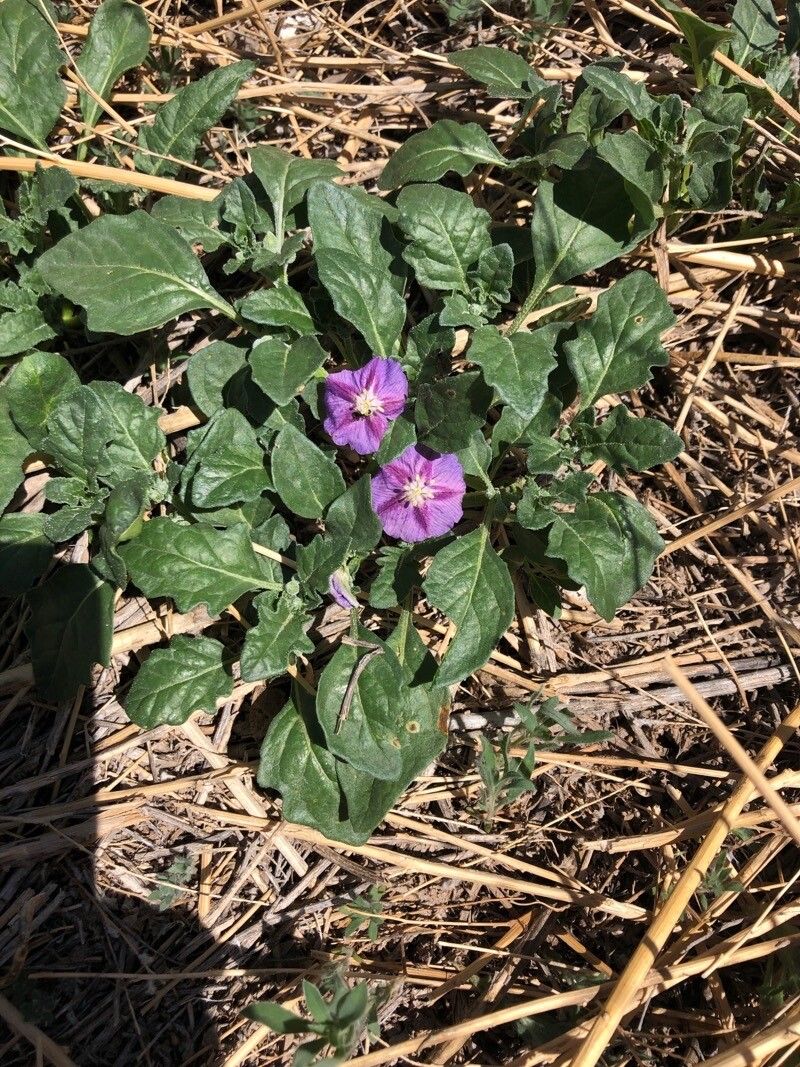 Quincula lobata flower