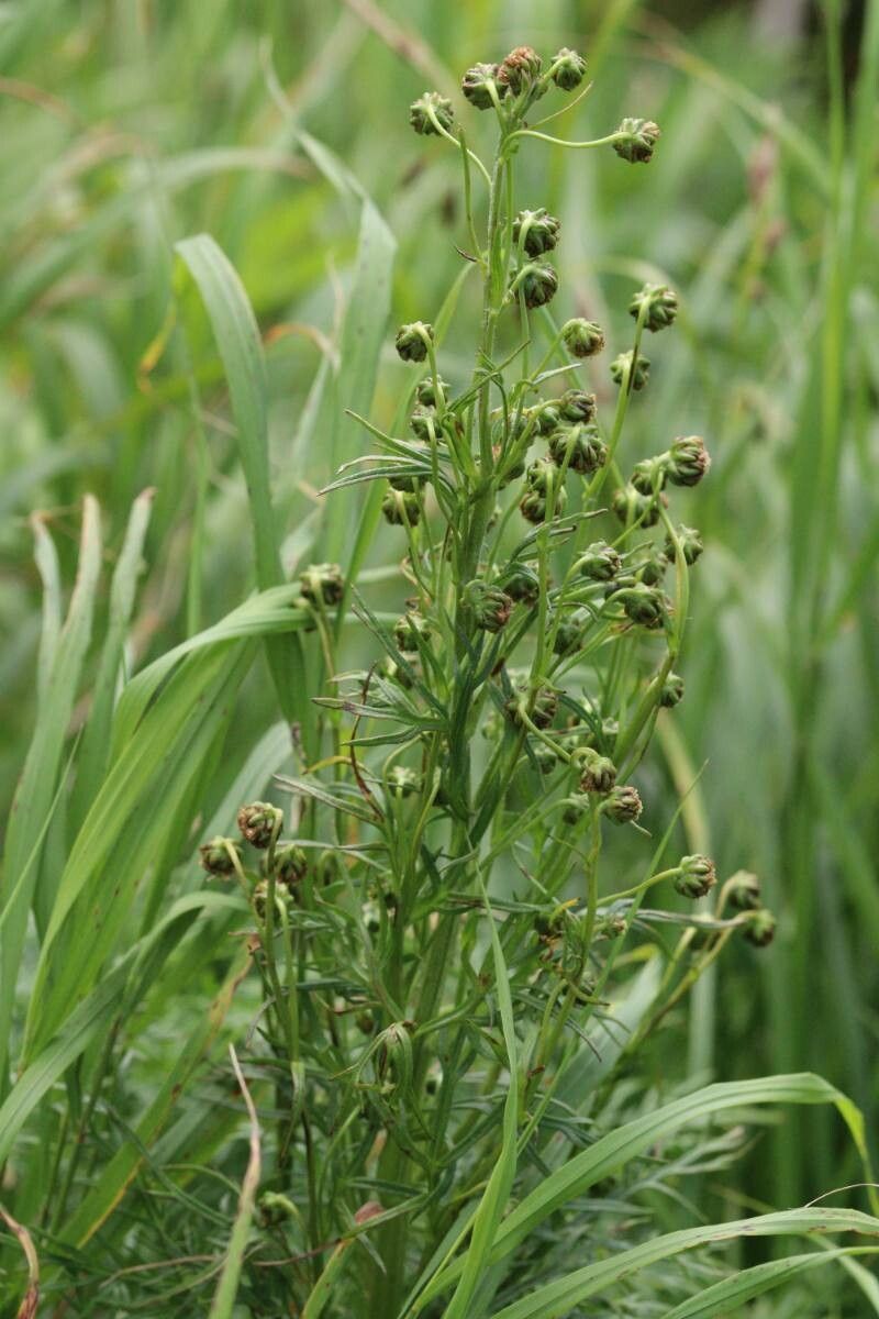 Artemisia sinanensis flower
