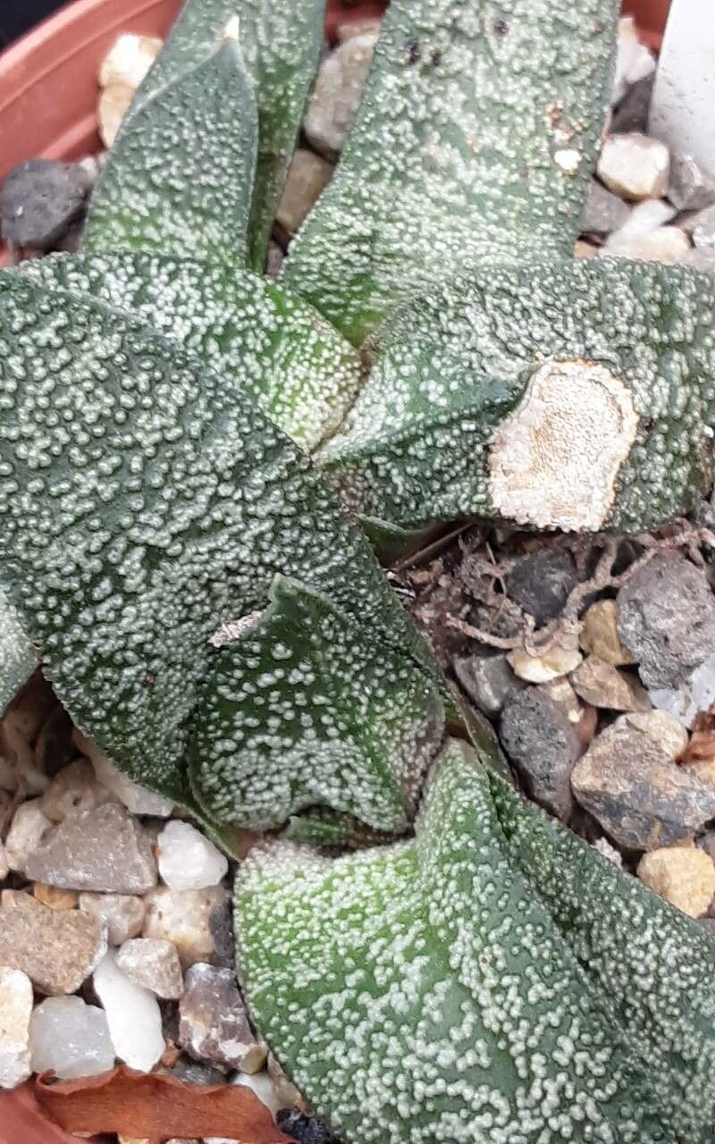 Gasteria ellaphieae leaf