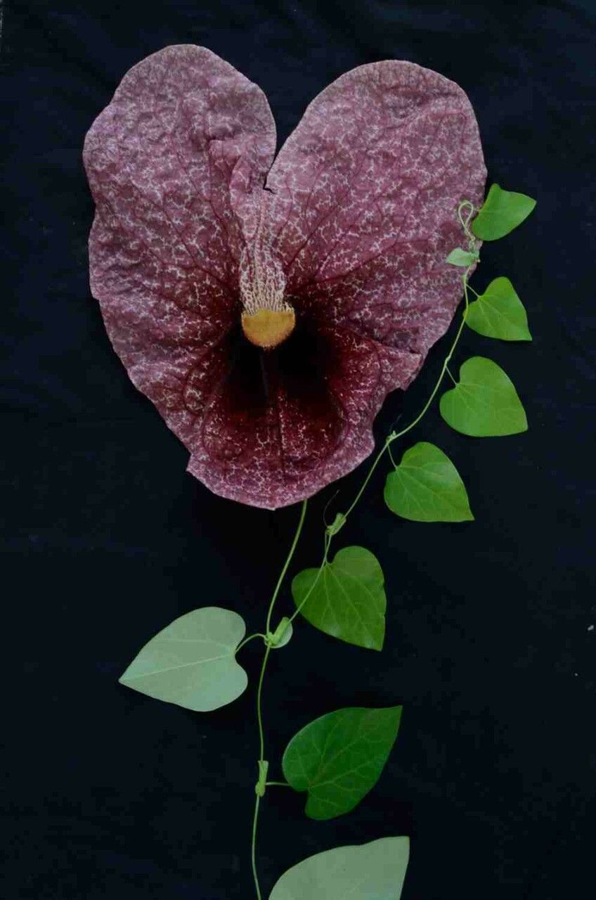 Aristolochia gigantea leaf