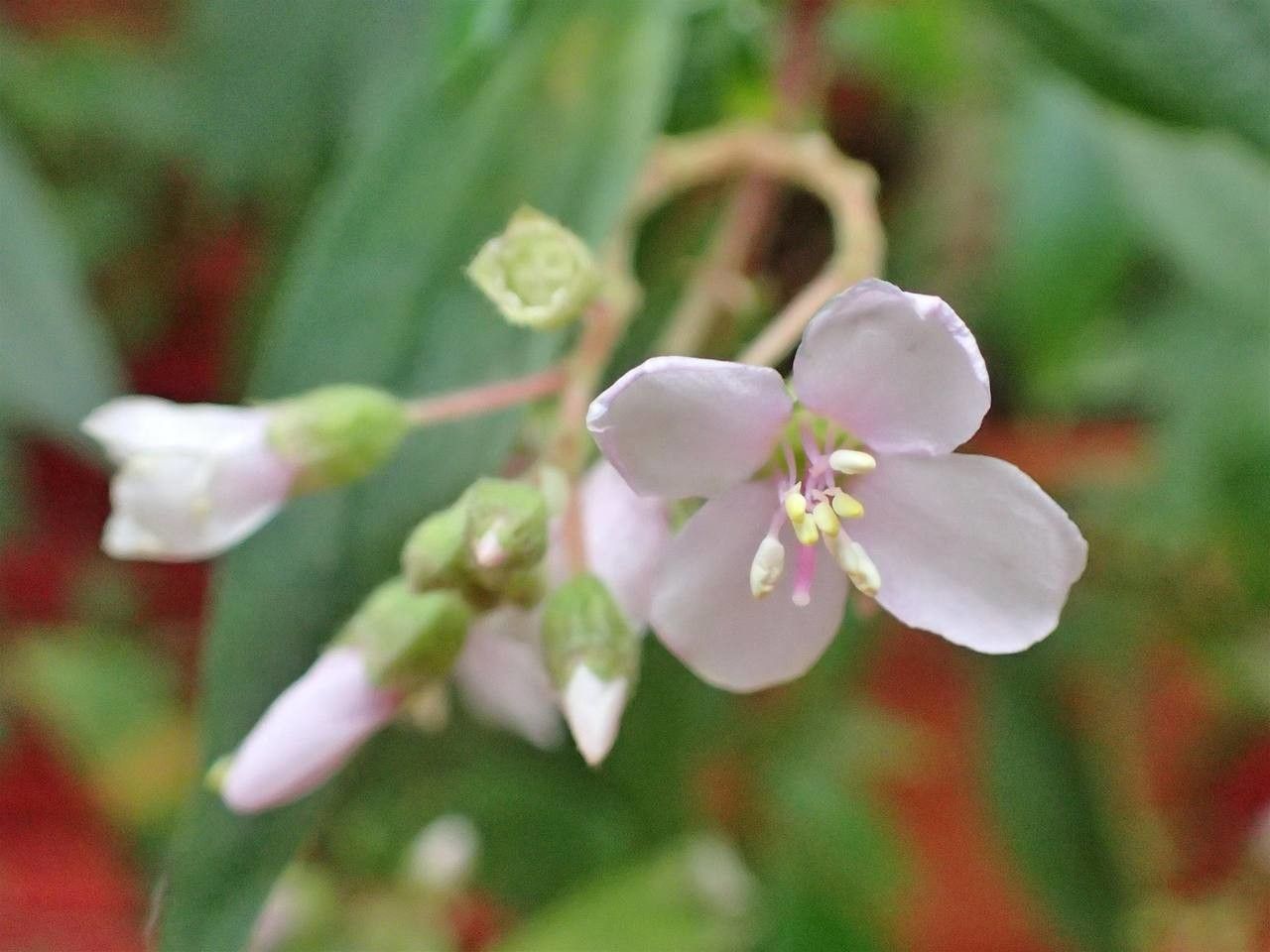 Centradenia floribunda flower