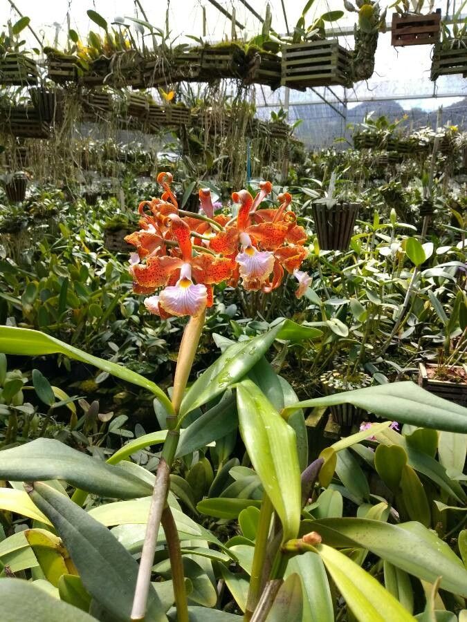 Cattleya velutina flower