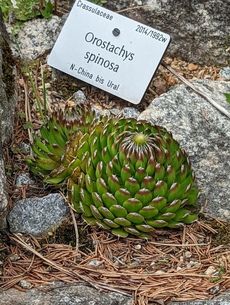 Orostachys spinosa — houseplant care guide