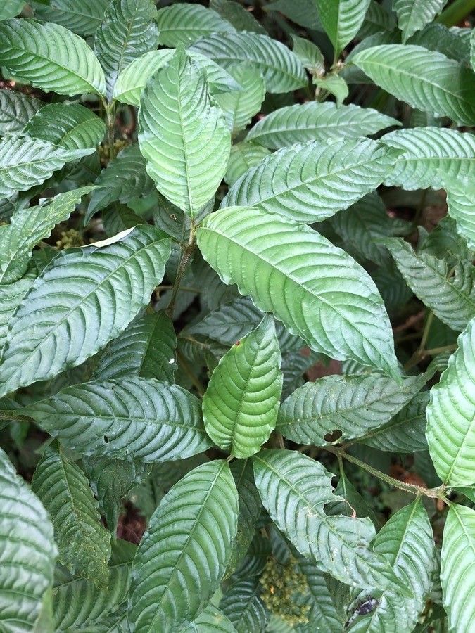 Psychotria cyanococca — search result for 'Psychotria'