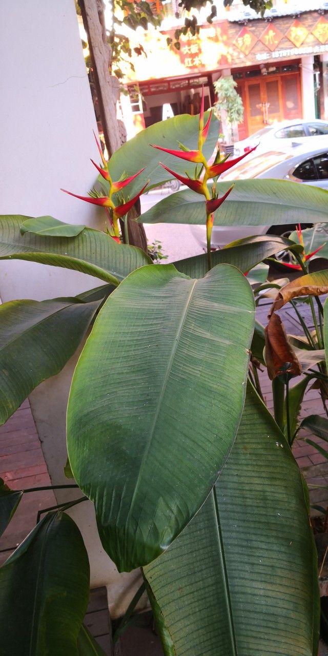 Heliconia latispatha leaf