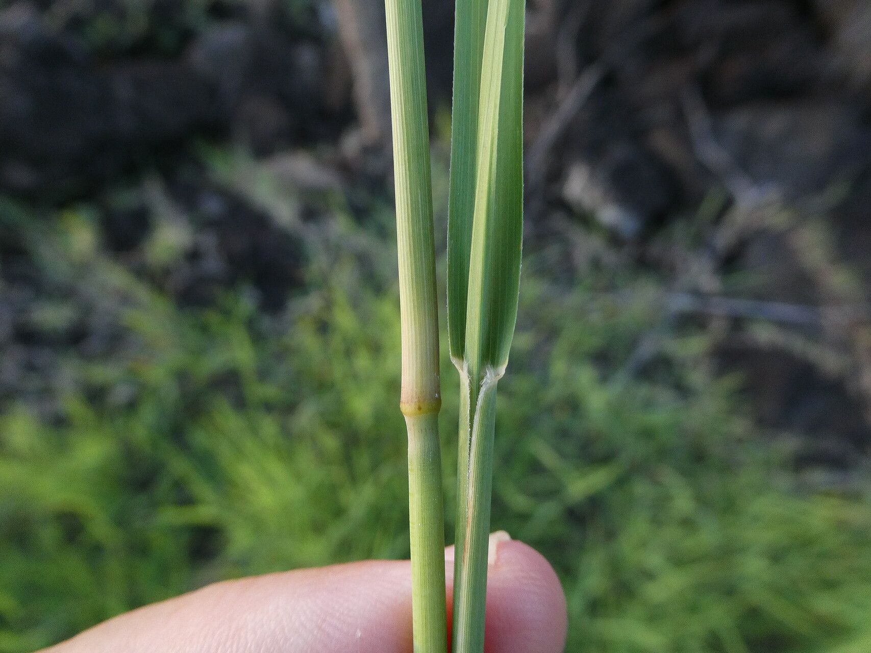 Pappophorum pappiferum — houseplant care guide