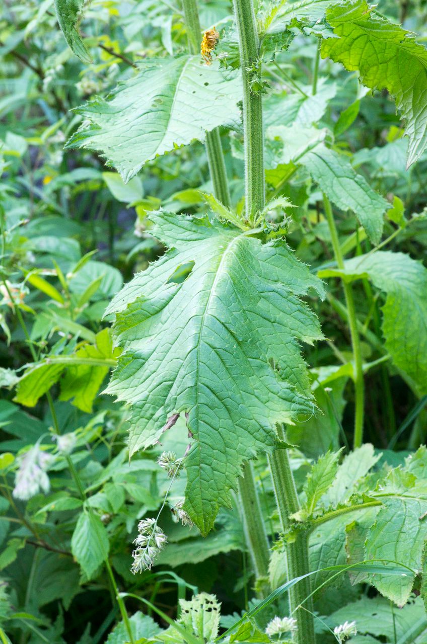 Cirsium carniolicum leaf