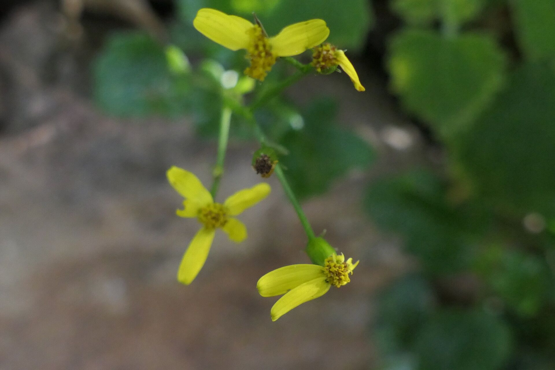 Senecio voigtii flower