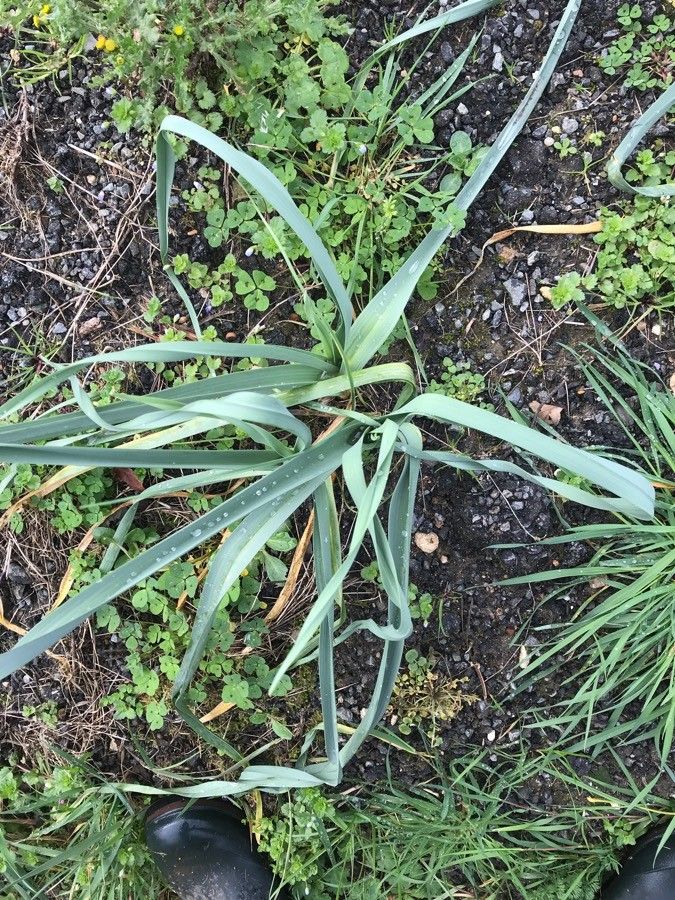 Allium longispathum habit