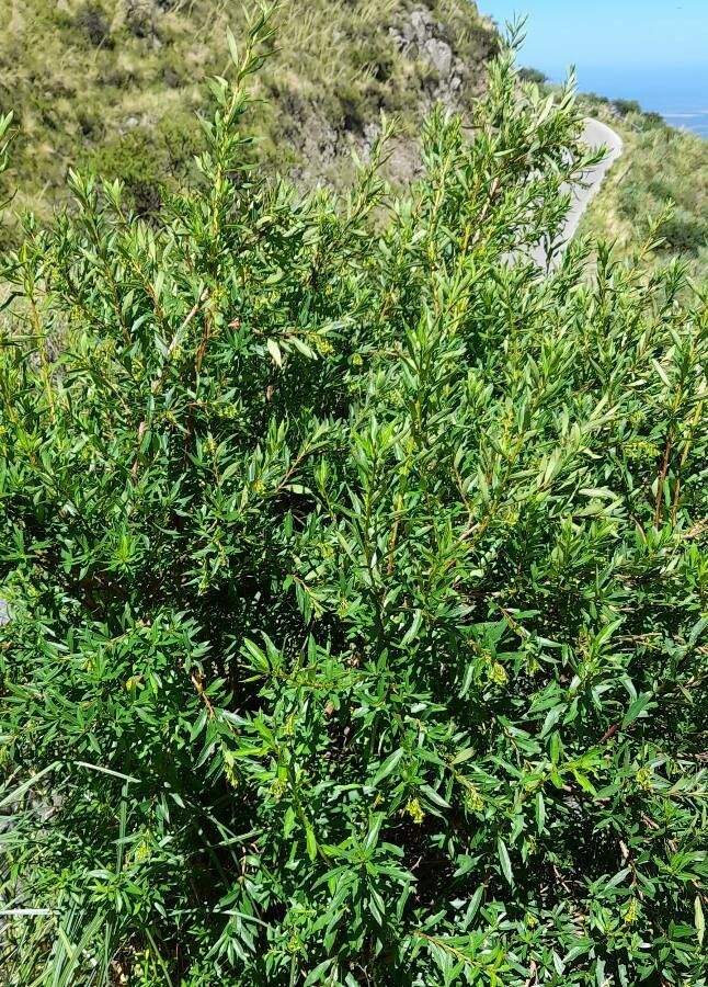 Escallonia cordobensis habit
