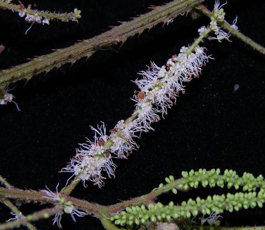Mimosa myriadenia flower