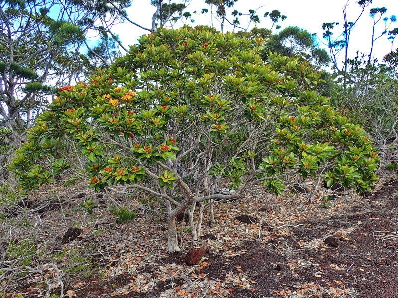 Tristaniopsis ninndoensis habit