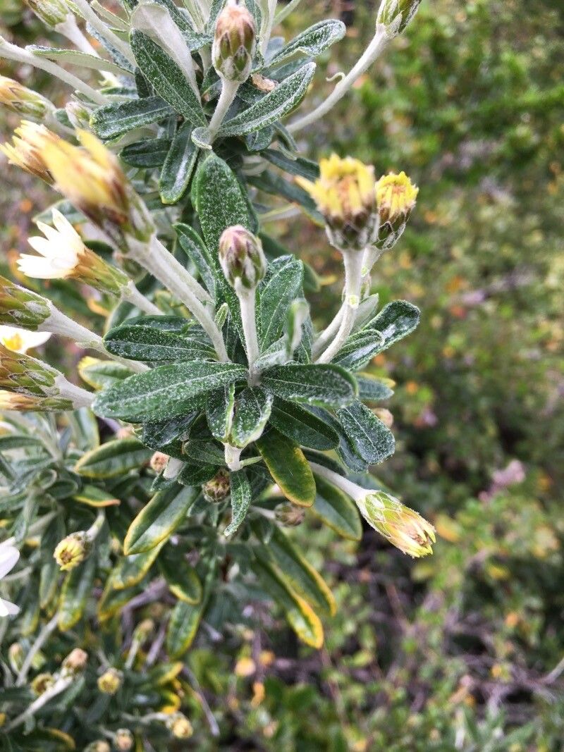 Chiliotrichum diffusum leaf