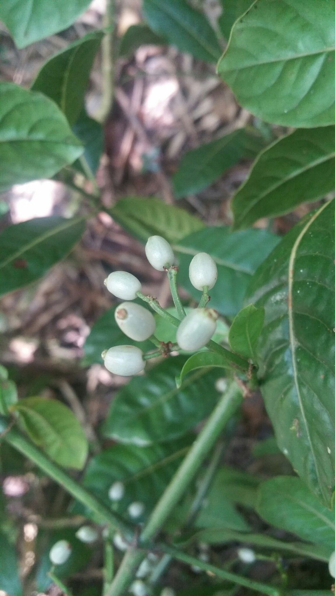 Psychotria oreotrephes fruit